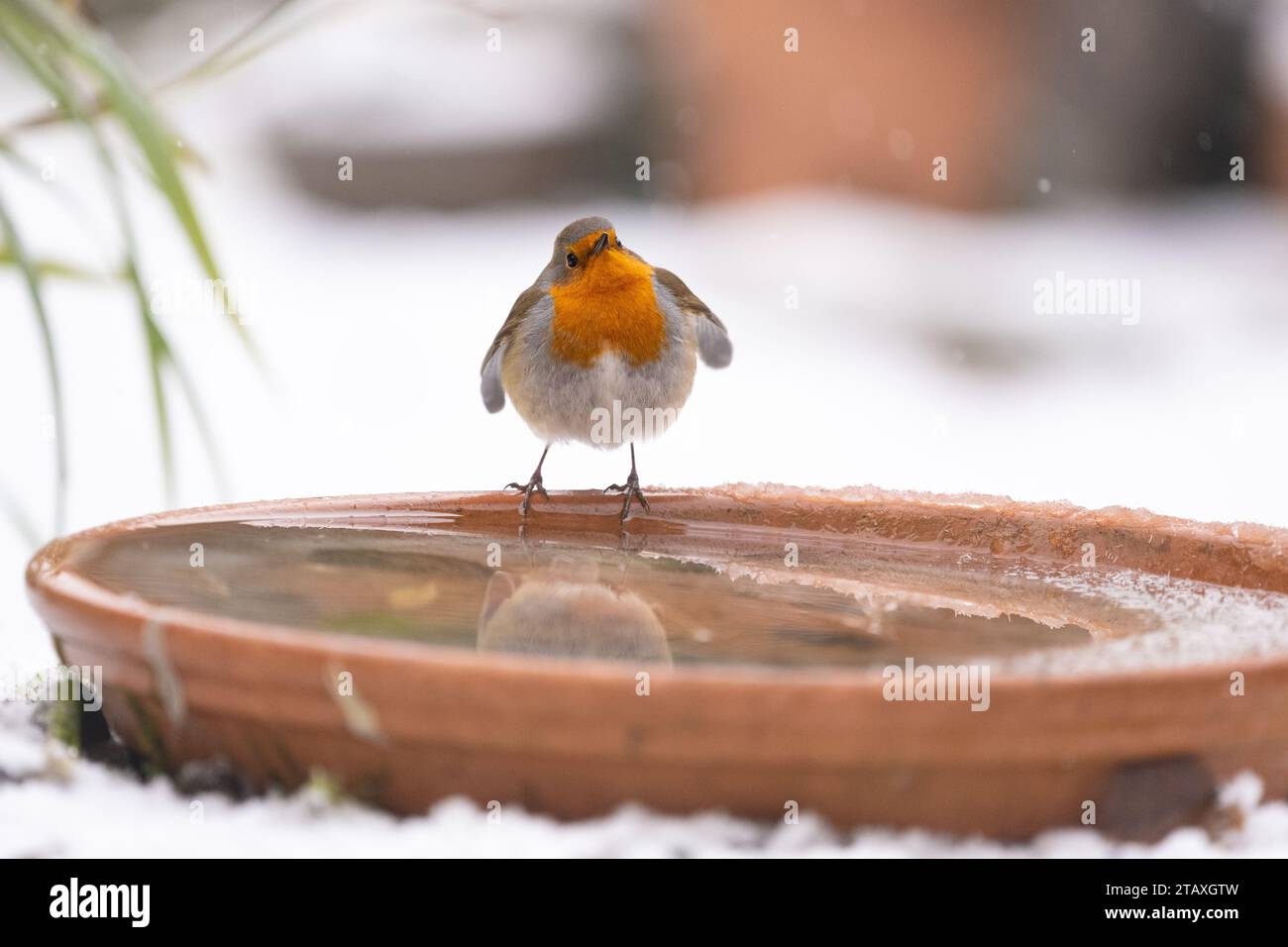 Robin Vogel trinkt aus dem aufgeteisten Vogelbad im Schnee - Schottland, Großbritannien Stockfoto