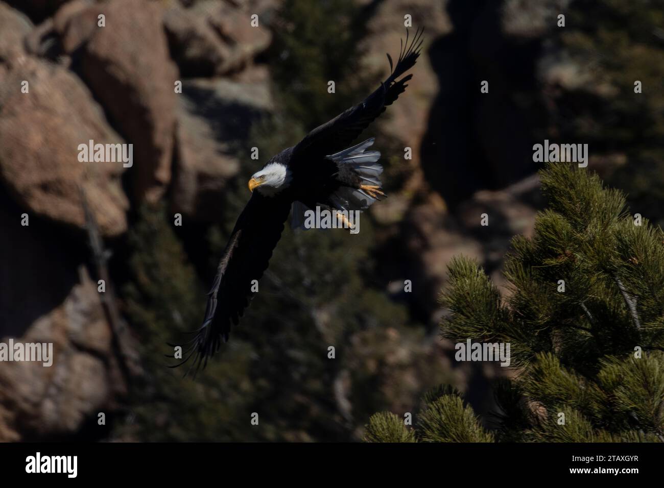 Weißkopfseeagle am Eleven Mile Canyon Colorado Stockfoto