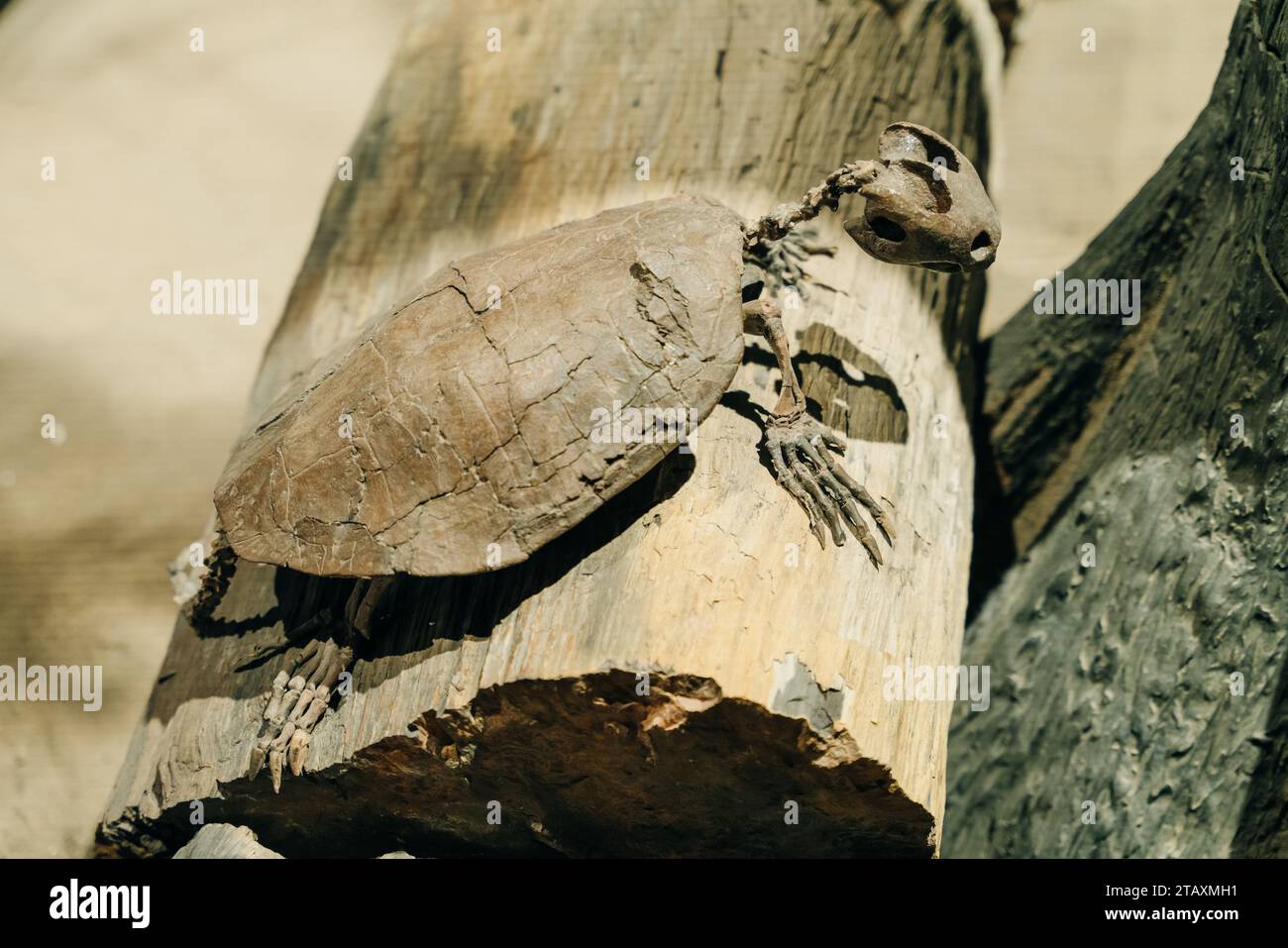 Altes Skelett einer Schildkröte. Hochwertige Fotos Stockfoto