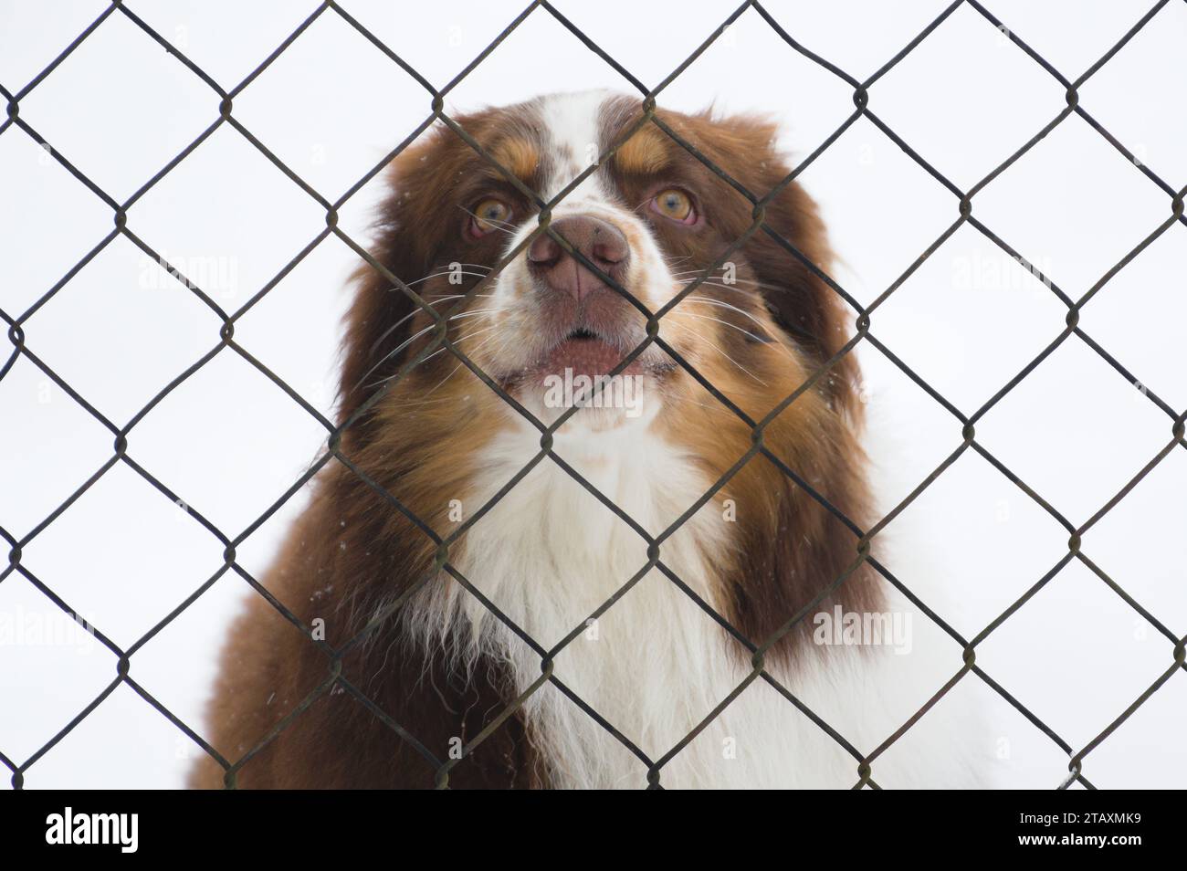 Porträt eines sehr traurigen Hundes hinter dem Zaun. Traurigkeit Tierausdruck, traurige Augen. Lustiges Tierfoto. Stockfoto