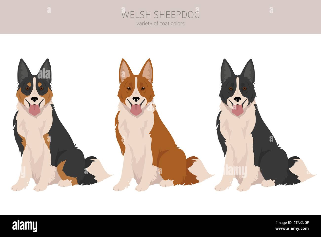 Welsh Sheepdog Clipart. Alle Fellfarben eingestellt. Alle Hunderassen Merkmale Infografik. Vektorgrafik Stock Vektor