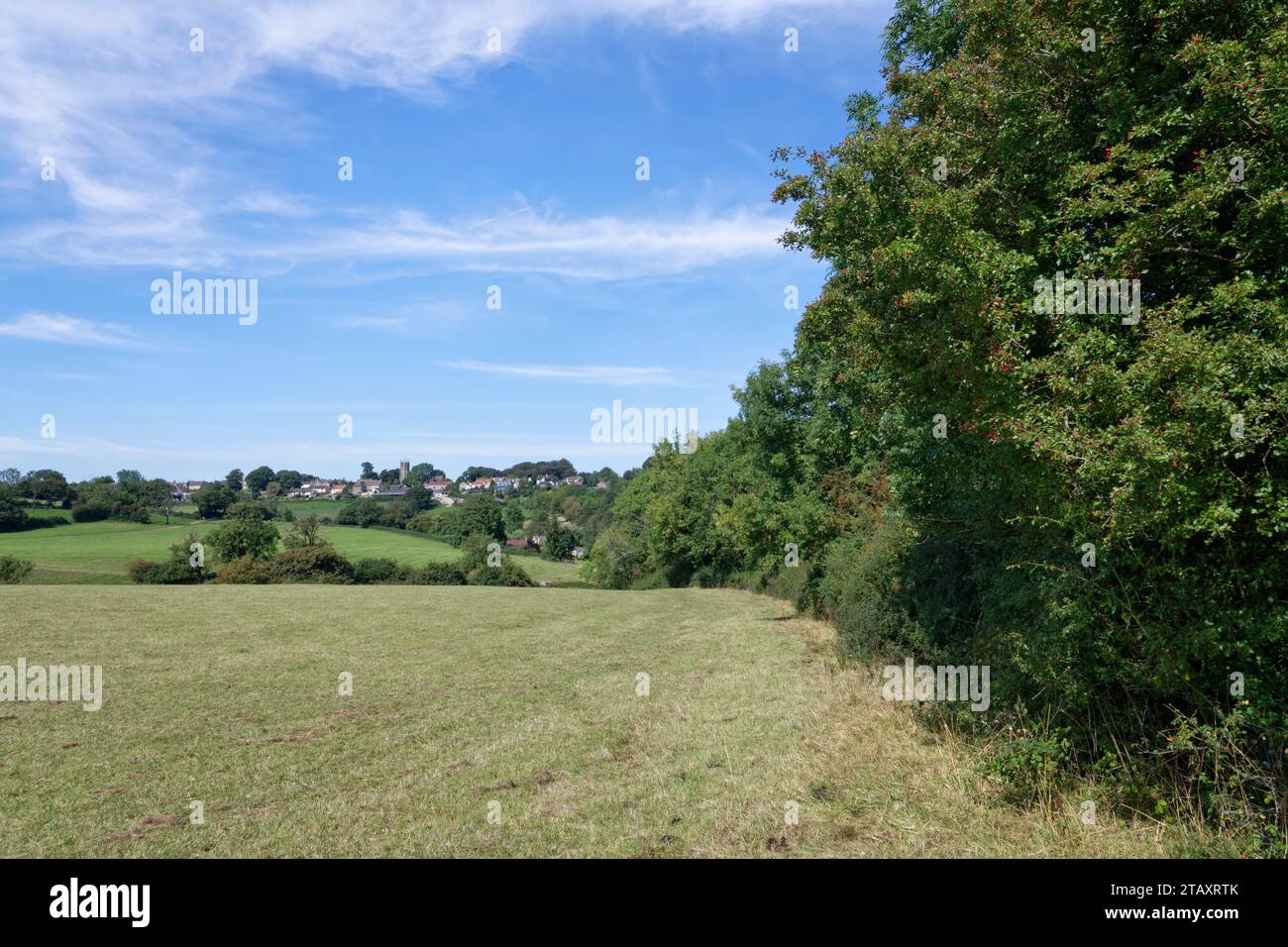 Reife Weißdornhecke (Crataegus monogyna) mit reifenden Beeren in der Nähe von Marshfield Village, Gloucestershire, Großbritannien, September. Stockfoto