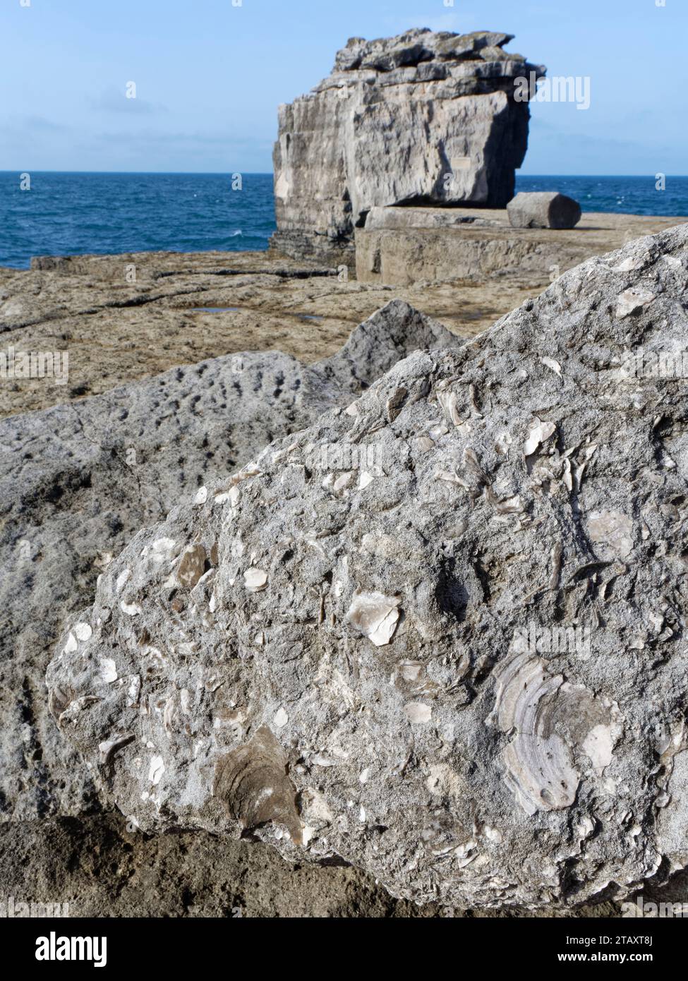 Fossile jurassische Muscheln, möglicherweise Jakobsmuscheln (Camptonectes lamellosus) in Portland Kalkstein, nahe der Kanzel Rock, Portland Bill, Dorset, Vereinigtes Königreich. Stockfoto