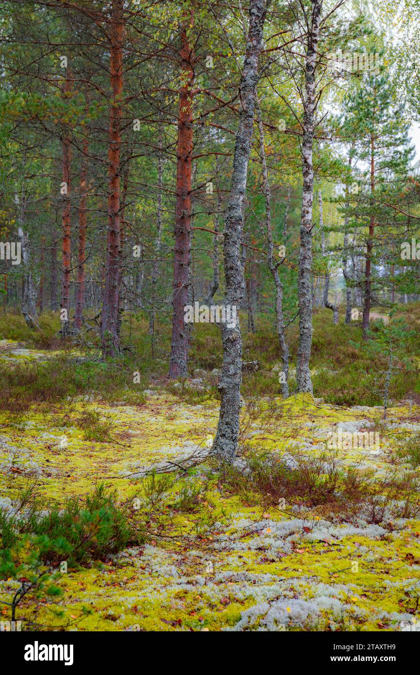 Wunderschöne Kiefern und Wälder in Estland mit einer dicken Schicht aus grünem Moos, die den Waldboden bedeckt, verstreute Ligten von einem bewölkten Himmel Stockfoto