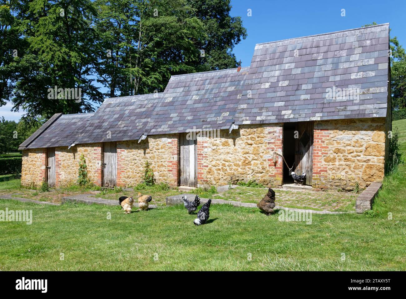 Hühner auf der Suche nach dem Geflügelhaus, dem Newt, Bruton, Somerset, Vereinigtes Königreich, Juli. Stockfoto