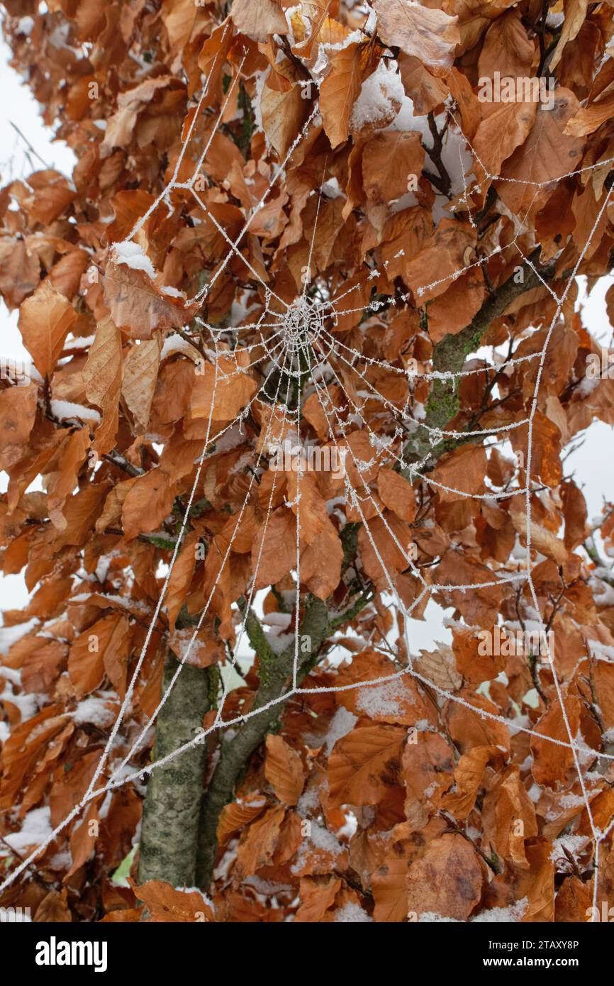 Raureif, der sich an einem Spinnennetz (Araneidae) an einer jungen Buche in einer Hecke nach neuem Schnee festhält, Wiltshire UK, Dezember. Stockfoto
