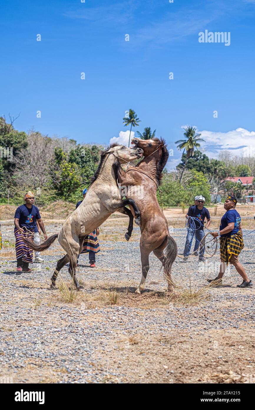 Zwei männliche Pferde kämpfen um ein Weibchen, beaufsichtigt von ihren jeweiligen Hundeführern während der traditionellen Pferdekämpfe. Die traditionelle Aufführung des Pferdekampfes wurde als eine der Veranstaltungen für das Jamboree der indonesischen Fotografen 2023 am Bokori Island Crossing Pier in Soropia präsentiert. Pogiraha Adhara oder Pferdekampftradition ist eine kulturelle Vorstellung in den Gebieten Muna Regency und West Muna Regency, bei der ein Pferdeführer zwei männliche Pferde bringt, um gegeneinander zu kämpfen/um ein weibliches Pferd zu kämpfen. Stockfoto