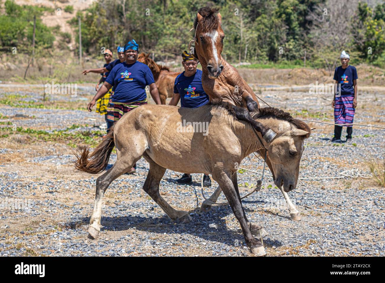 Zwei männliche Pferde kämpfen um ein Weibchen, beaufsichtigt von ihren jeweiligen Hundeführern während der traditionellen Pferdekämpfe. Die traditionelle Aufführung des Pferdekampfes wurde als eine der Veranstaltungen für das Jamboree der indonesischen Fotografen 2023 am Bokori Island Crossing Pier in Soropia präsentiert. Pogiraha Adhara oder Pferdekampftradition ist eine kulturelle Vorstellung in den Gebieten Muna Regency und West Muna Regency, bei der ein Pferdeführer zwei männliche Pferde bringt, um gegeneinander zu kämpfen/um ein weibliches Pferd zu kämpfen. (Foto: Andry Denisah/SOPA Images/SIPA USA) Stockfoto