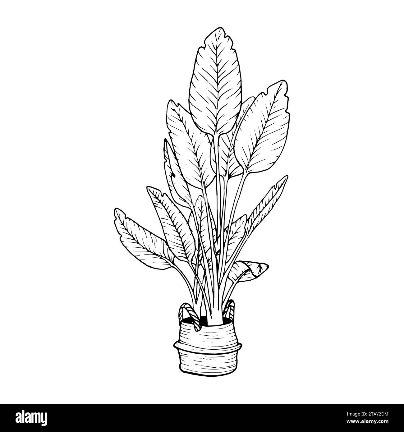 Heimische Pflanzen Paradiesvögel in Töpfen. Strelitzia nicolai für Heim und Innenraum. Pflanzenumrissvektor, Silhouetten von Zimmerpflanzen in schwarzer Farbe Stock Vektor