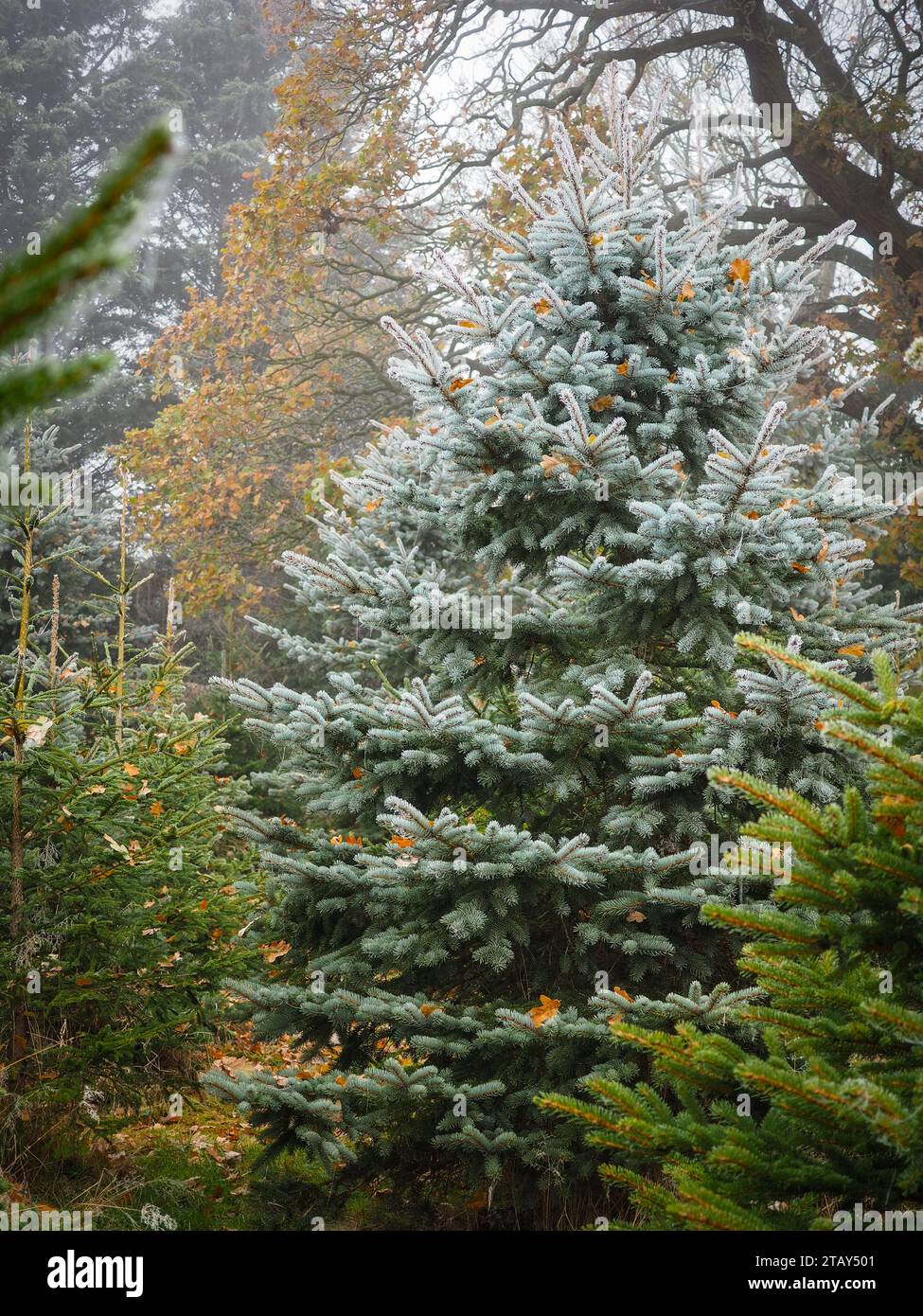 Wunderschöne frostbedeckte immergrüne Nadelbäume an einem sonnigen Wintertag in der britischen Landschaft, umgeben von herbstfarbenen Bäumen und gefallenen Blättern Stockfoto