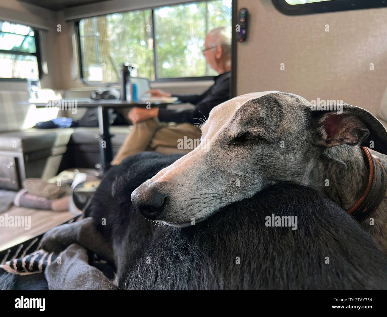 Ein Senior-Whippet schläft bequem auf seinem schwarzen Laborbruder in seinem Wohnmobil, während ein Senior-Mann sein Tablet im Hintergrund liest. Stockfoto