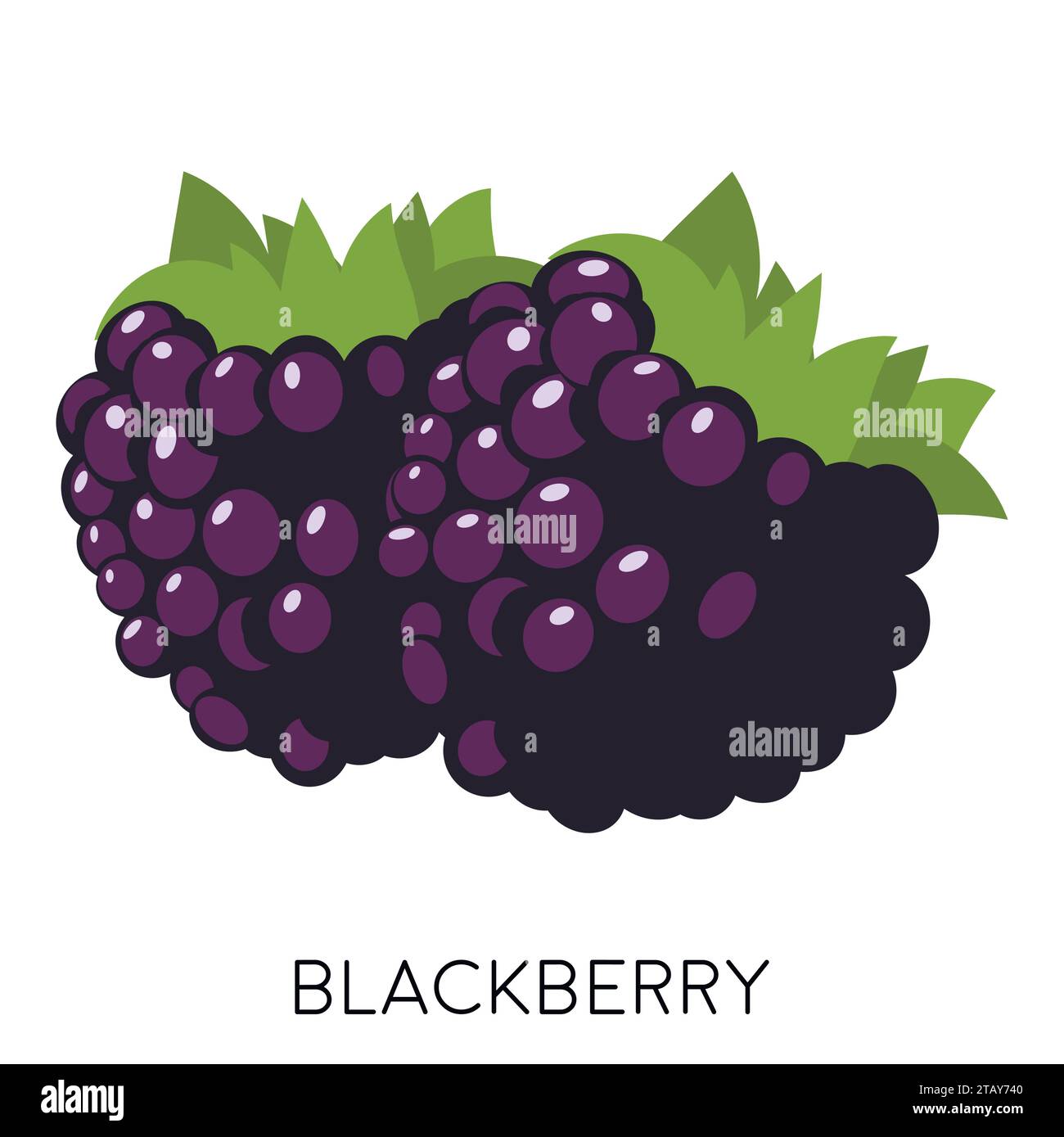 Flaches BlackBerry-Symbol auf weißem Hintergrund isoliert. Süßes Obst. Gesunde Waldbeere. Umweltfreundliches, köstliches Sommeressen. Vektorabbildung Stock Vektor