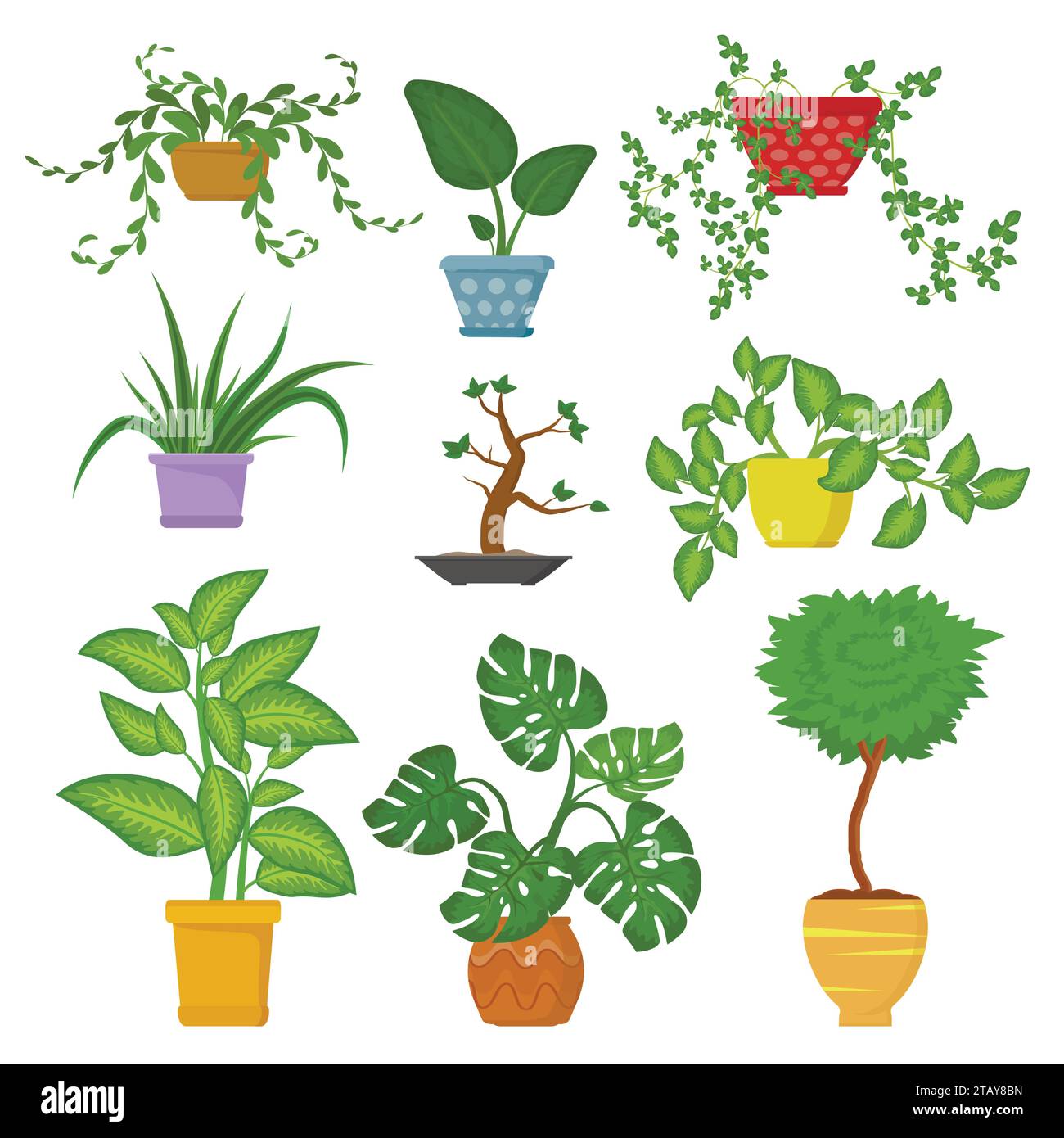 zimmerpflanze schwarz Alocasia Black Velvet main image 1