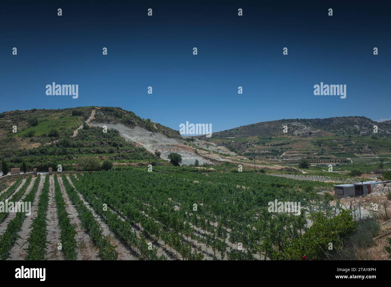 Weinberg im Troodos-Gebirge, Zypern Stockfoto
