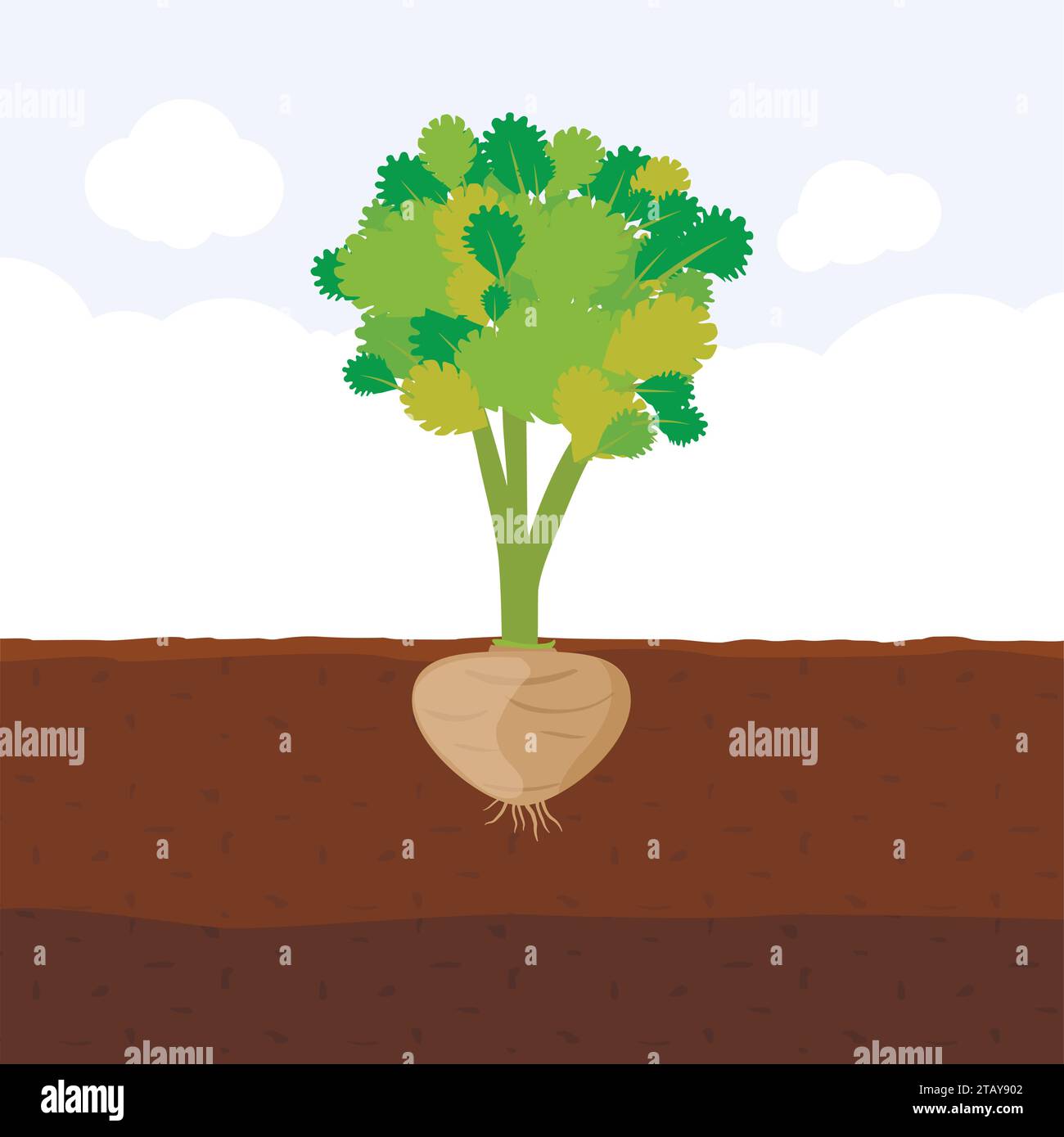 Sellerie mit Wurzel im Boden, frischer organischer Gemüsegarten Pflanze, die unterirdisch wächst, Cartoon flache Vektor-Illustration. Stock Vektor