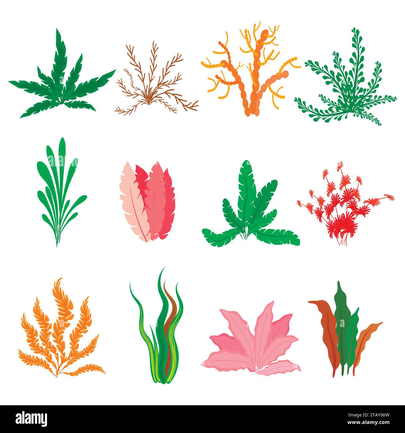 Unterwasser-Algen-Vektor auf weißem Hintergrund gesetzt. Meerespflanzen und Meeresalgen. Sammlung von Arten von Aquarienalgen. Vektorabbildung Stock Vektor