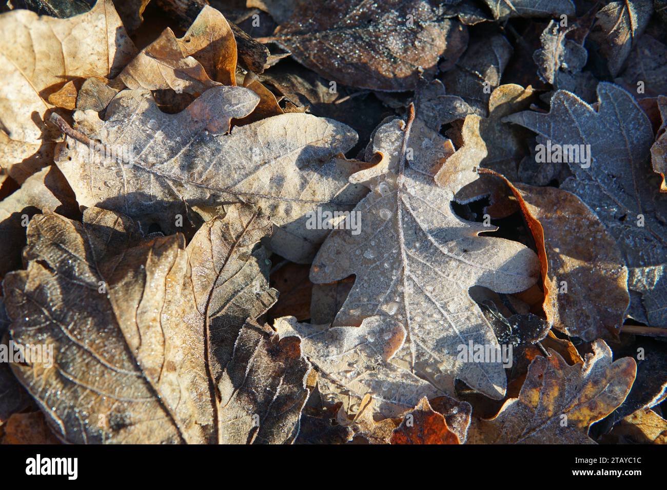 Winterszene mit Blättern Stockfoto