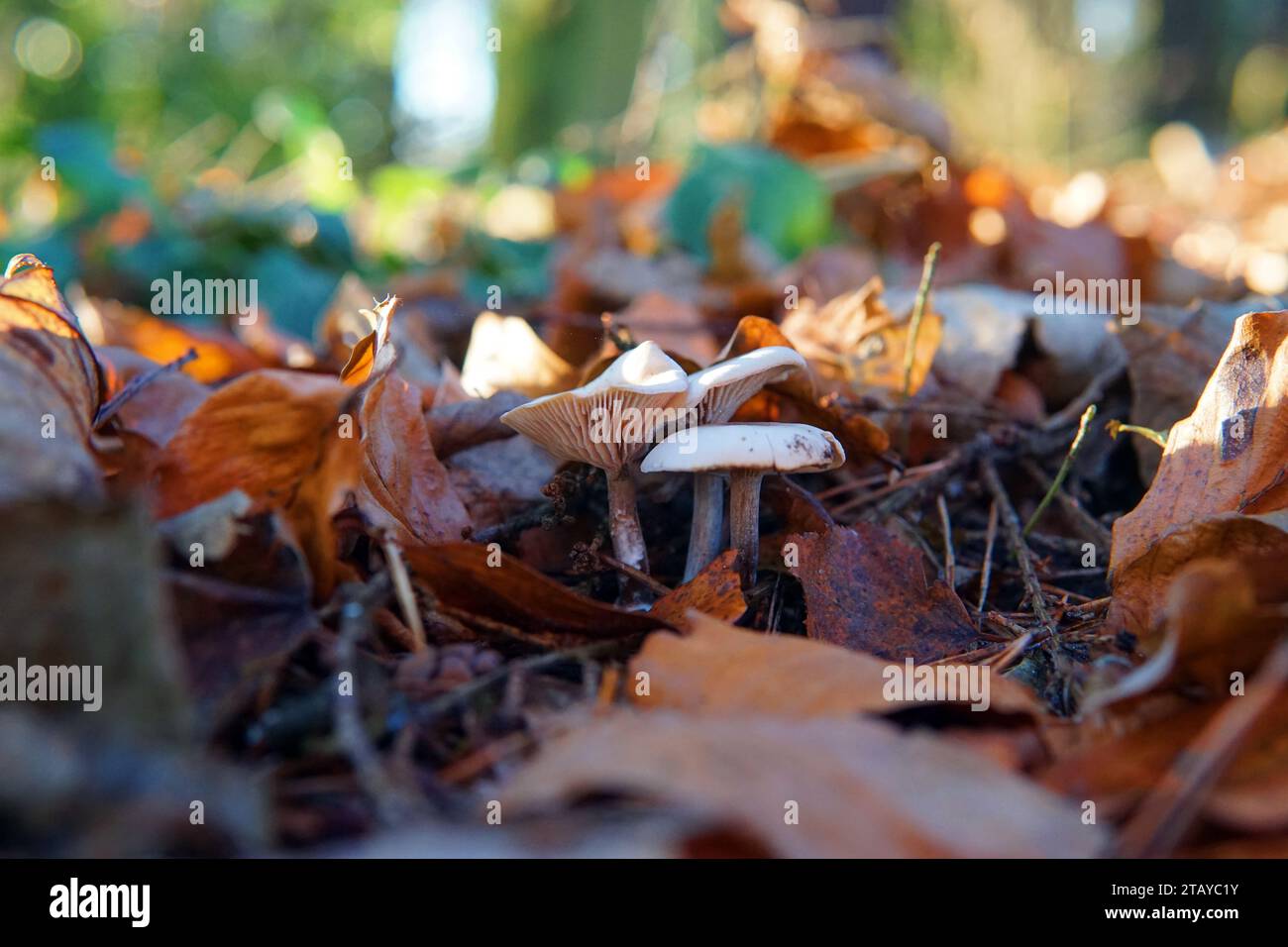 Winterszene mit Blättern und Pilzen Stockfoto
