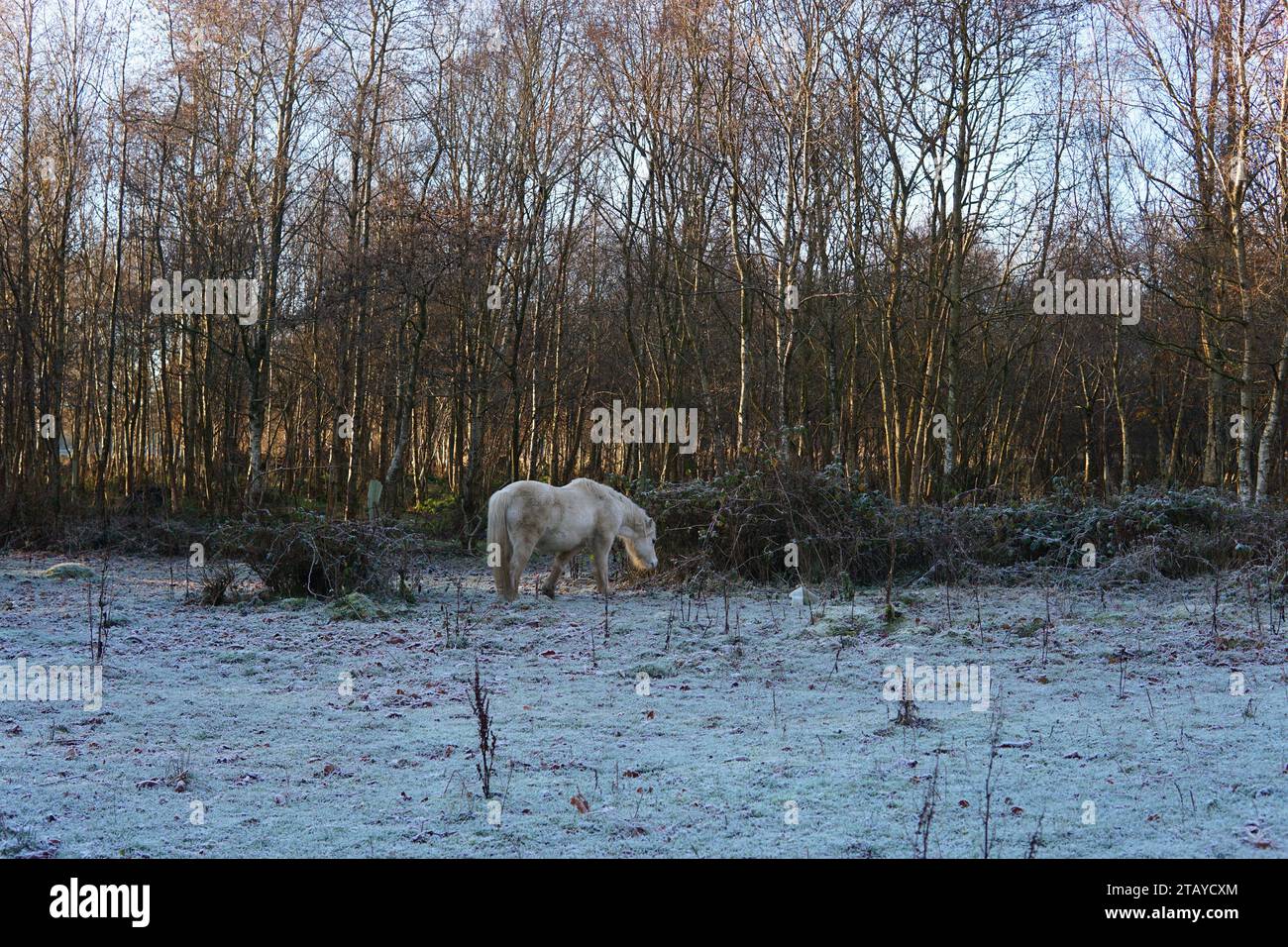 Winterszene mit Pferd Stockfoto