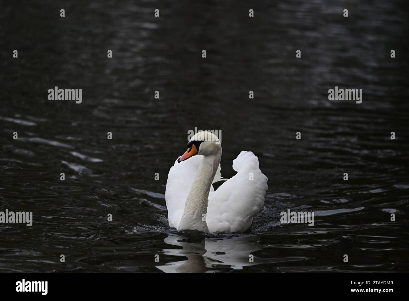 Vögel am Linlithgow Loch Schottland Stockfoto
