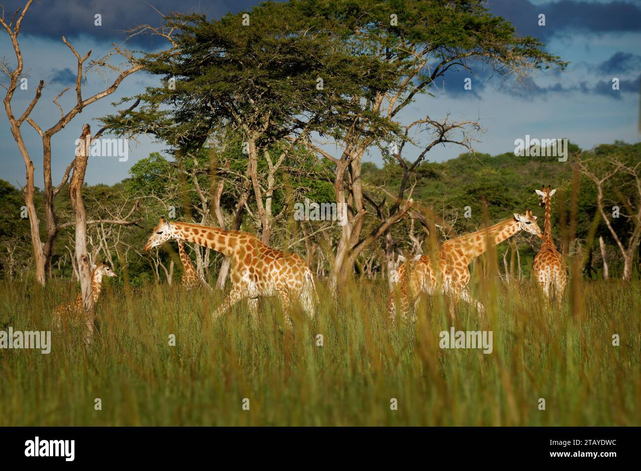 Rothschildgiraffe - Giraffa camelopardalis rothschildi Unterart der Nordgiraffe, auch Baringo oder Nubian oder als ugandische Giraffe, portra Stockfoto