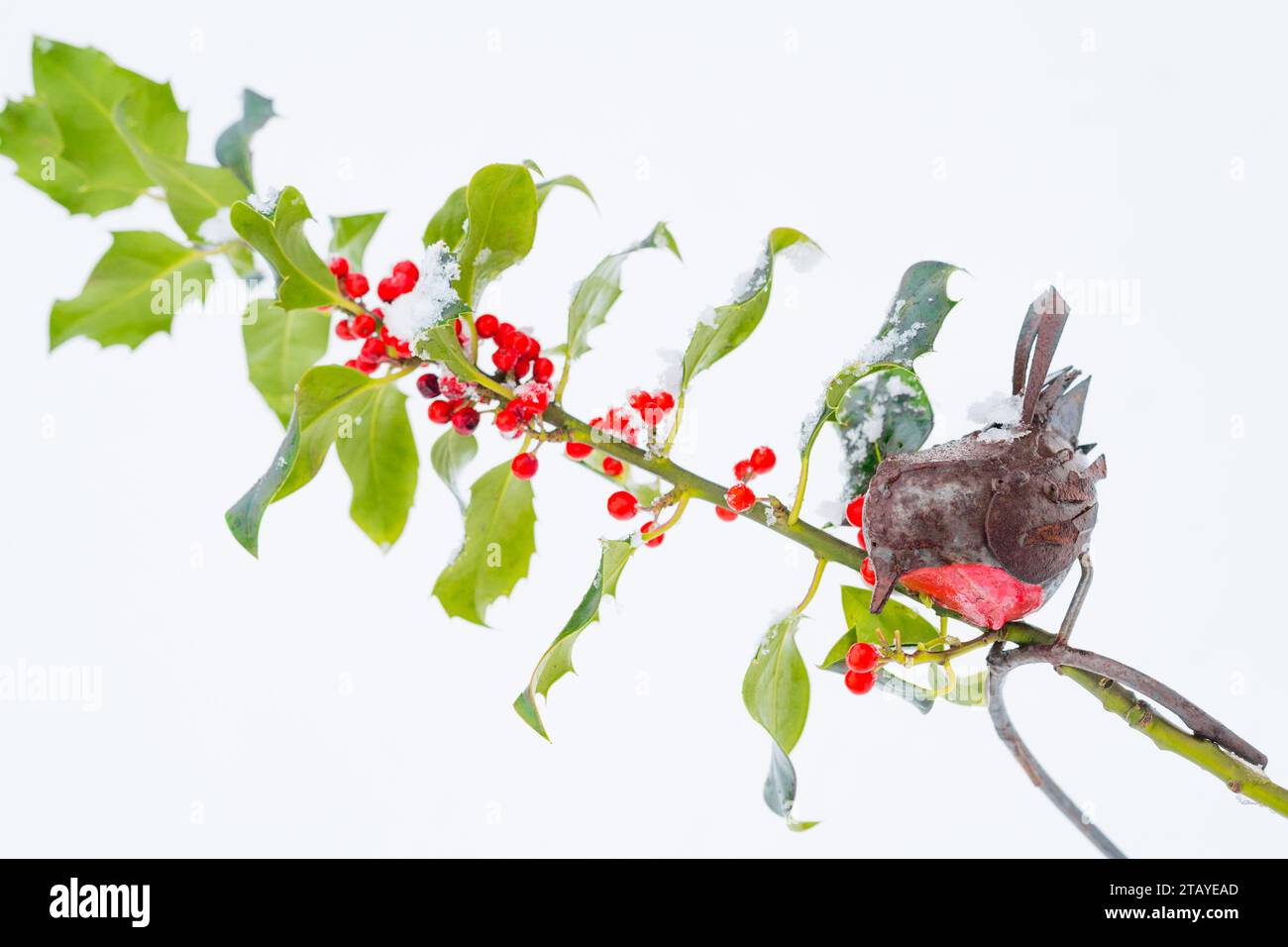 metallrotkehlchen-Gartenschmuck und reife rote stechpalmenbeeren. Stockfoto