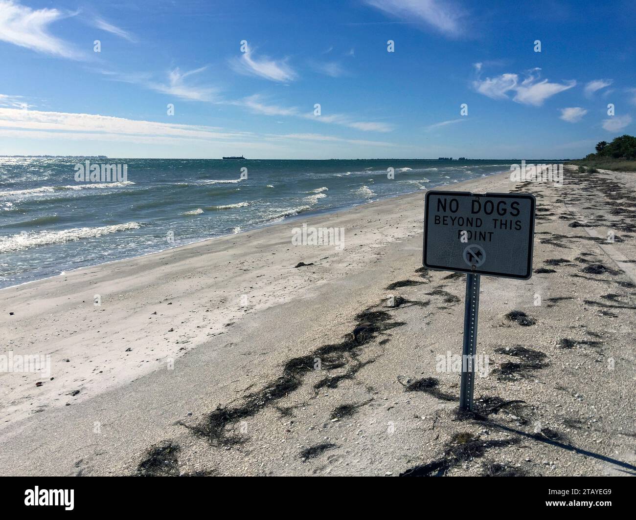 Keine Hunde hinter diesem Schild an einem Strand in Florida Stockfoto