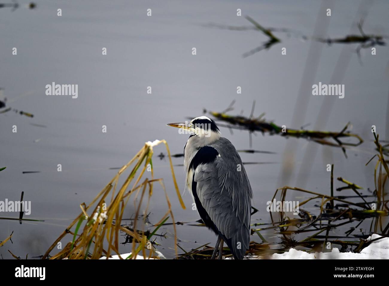 Heron Ardeidae am Linlithgow Loch Schottland Stockfoto