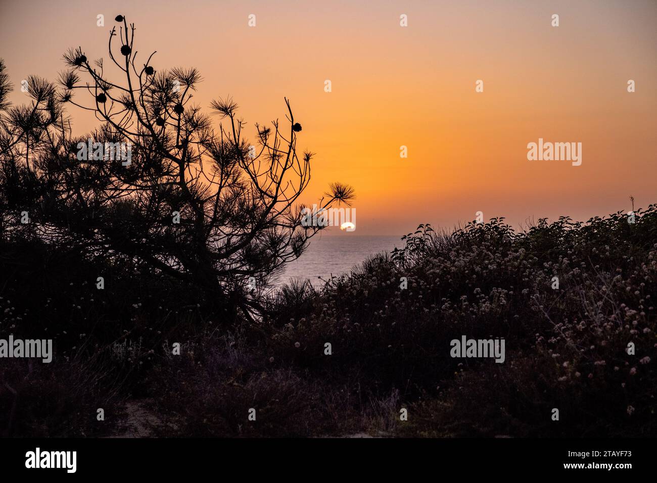 Del Mar Bluffs Stockfoto