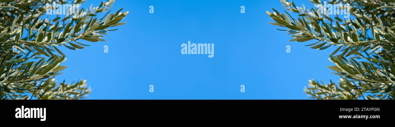 Webbanner mit Olivenbaumzweigen vor klarem blauem Himmel, Kopierraum für Konzept in der Mitte des Rahmens, Idee für Werbeprodukte von ECO Stockfoto