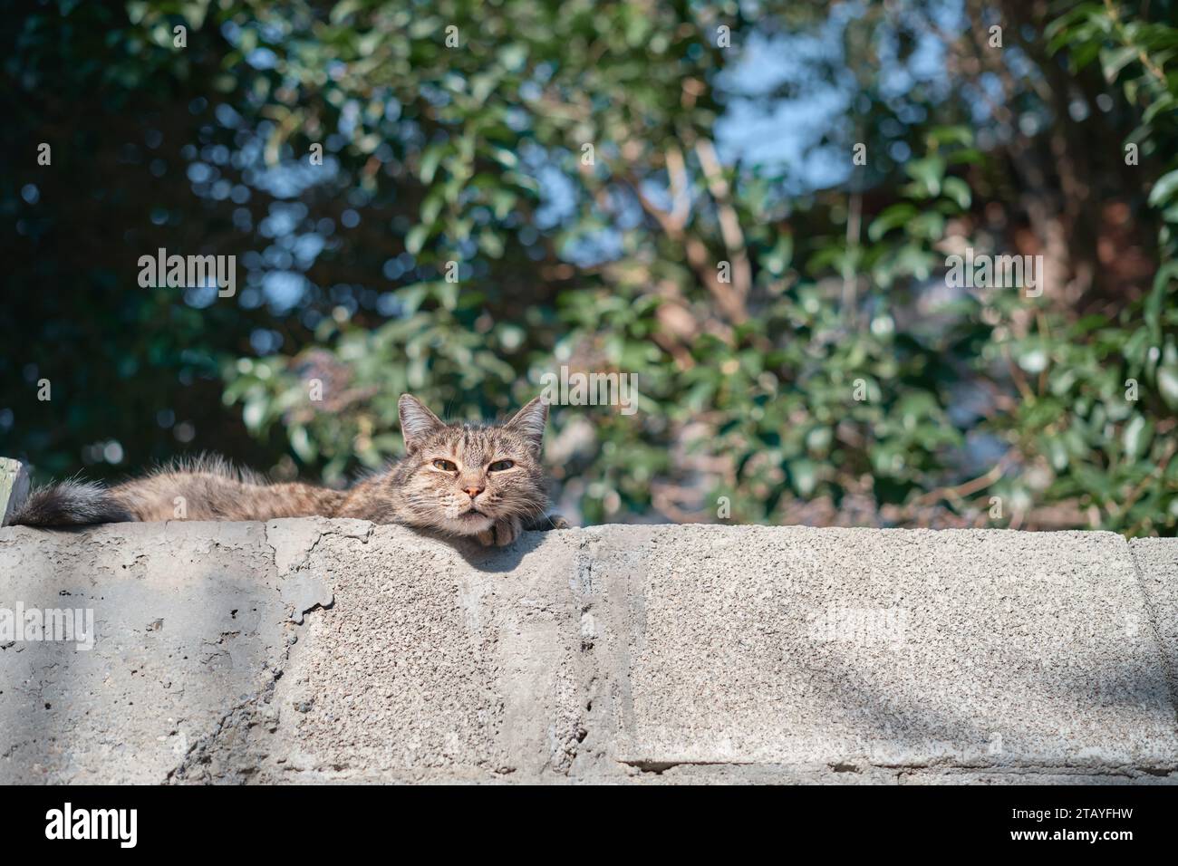 Die obdachlose Katze macht ein Nickerchen an einer Wand in der Altstadt, genießt in der Sonne, kopiert Raum für Konzept, Idee für Tierernährung Werbung Stockfoto