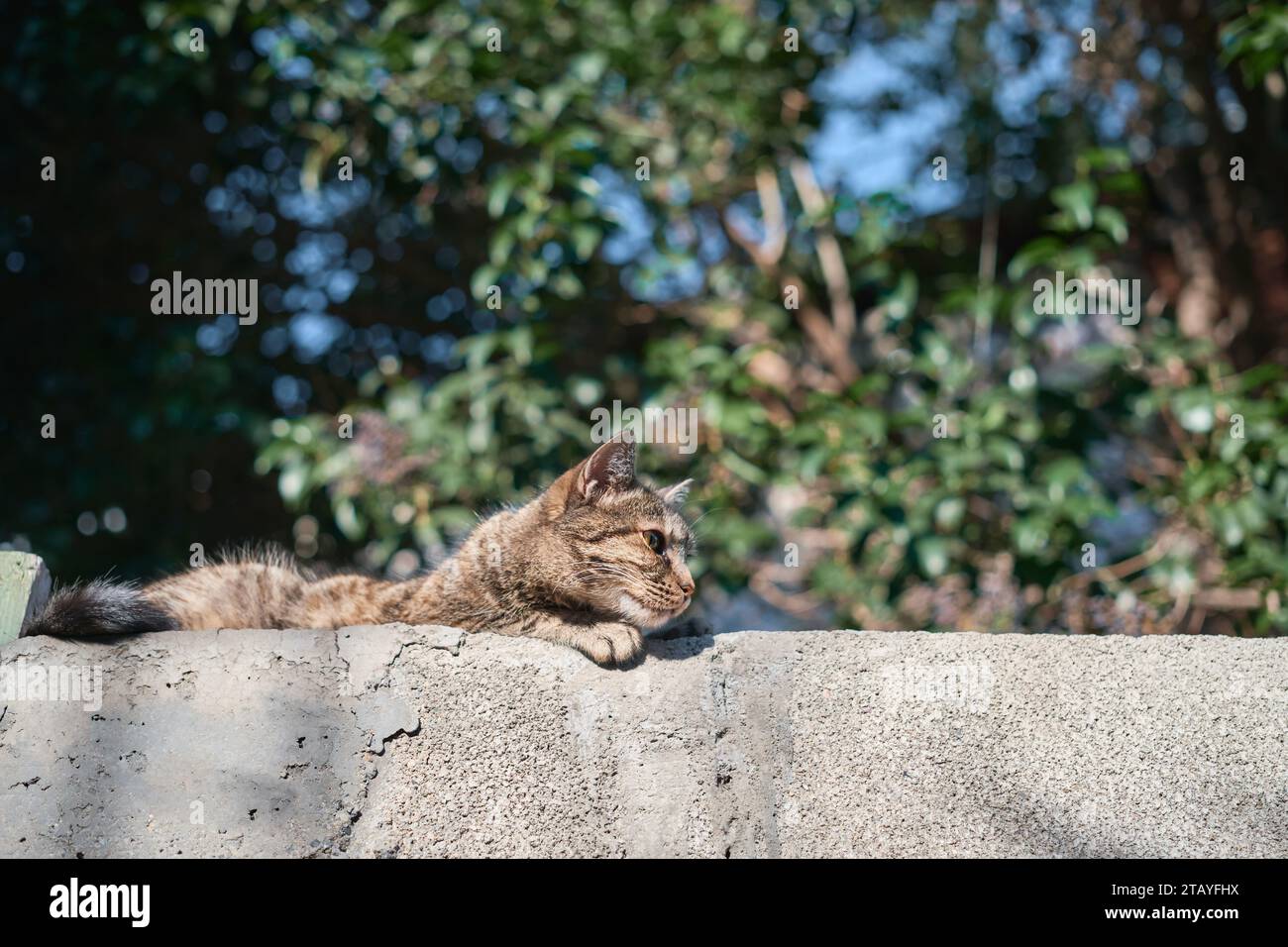 Katze, die in der Altstadt an einer Wand ruht, in der Sonne genießt, Kopierraum für Konzept, Idee für Tierernährungswerbung Stockfoto