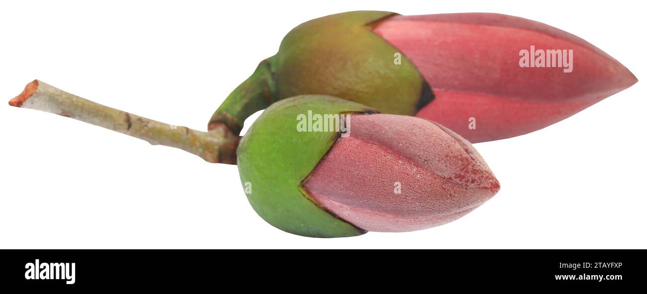 Rote Seidenbaumwollblume, auch bekannt als Bombax Ceiba Stockfoto