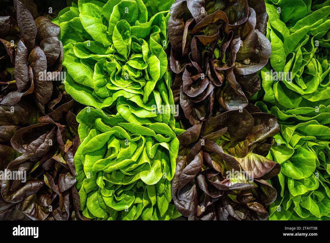 Frischer grüner und dunkelroter Salat auf dem Ausstellungsbild, aufgenommen in Spanien Stockfoto