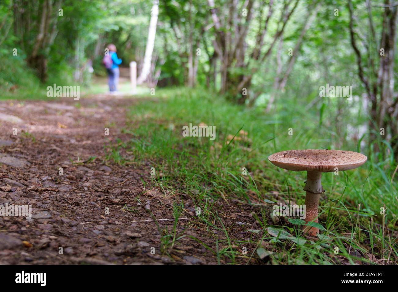 Der flache Pilzpilz-Fliegenpilz wächst entlang der schattigen Seite eines Wanderweges mit einem entfernten Wanderer im Hintergrund Stockfoto