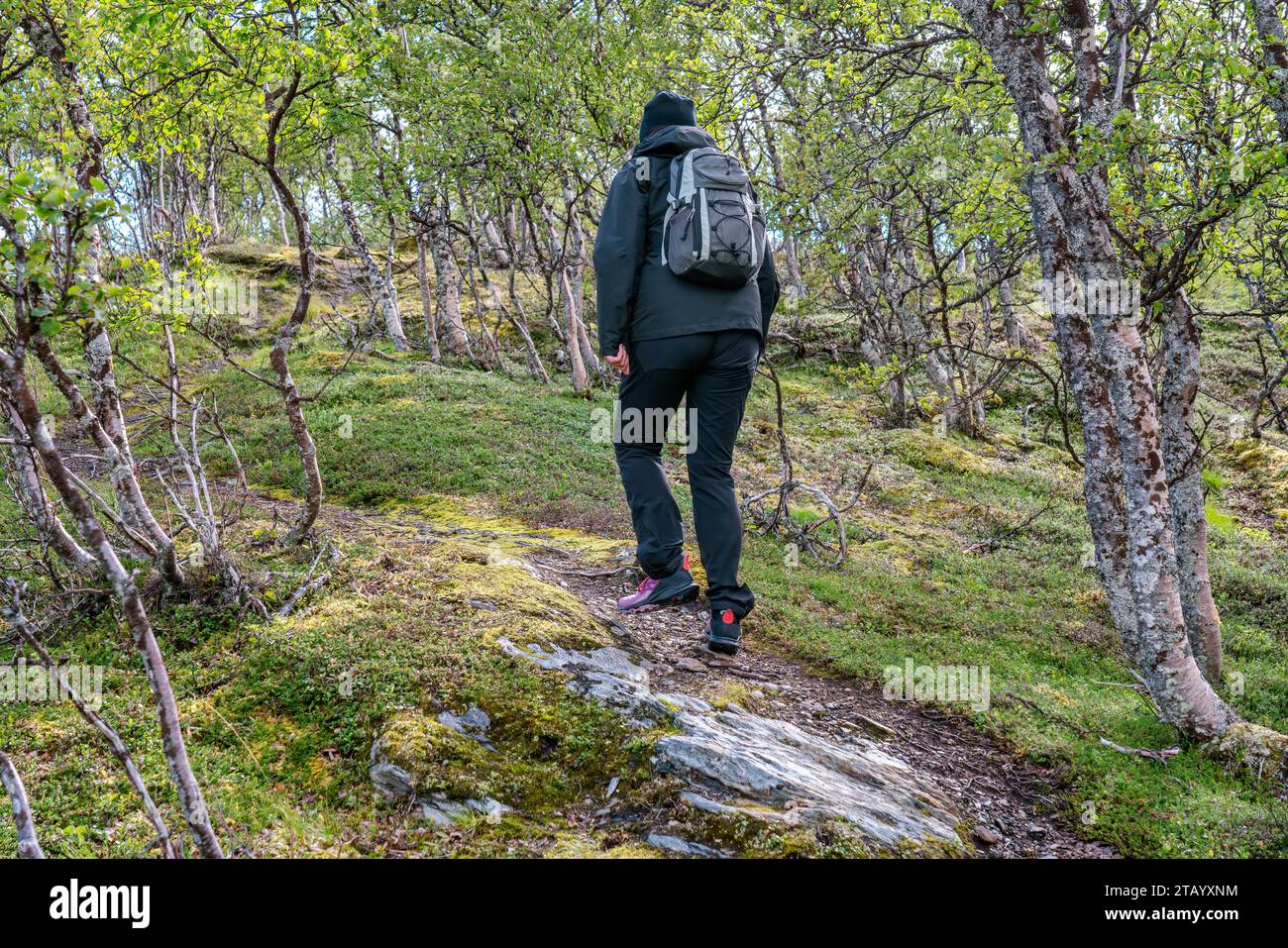 Frau in moderner, atmungsaktiver und wasserdichter High-Tech-Kleidung, die in den schwedischen Bergen wandert, wilde Bergbirken. Gesunder Lebensstil. Schweden, Lappland Stockfoto