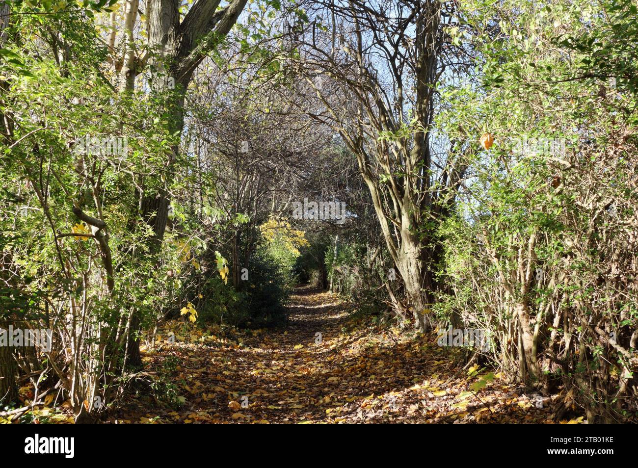 Vorstadtpfad im Waldgebiet von Millhouses Sheffield England Großbritannien, Herbstszene des Laubherbstes Stockfoto