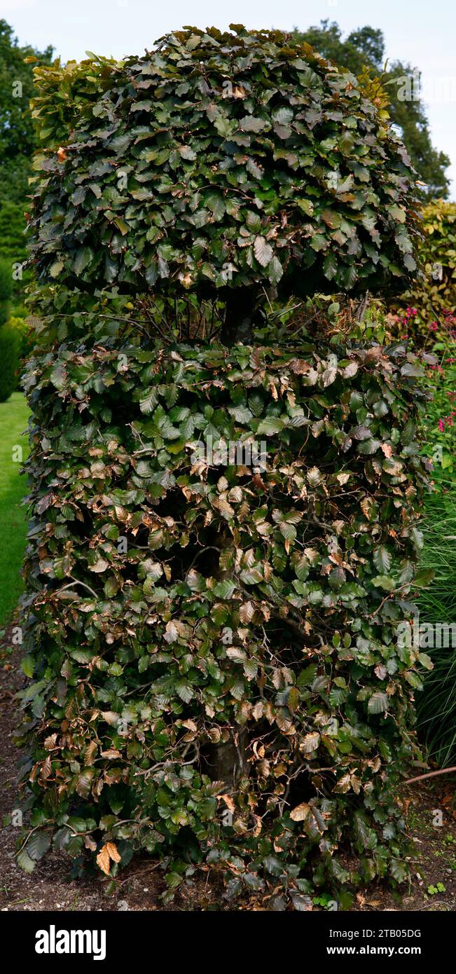 Nahaufnahme der topiarförmigen Hecke mit violetten Blättern des Gartenbaumes Fagus sylvatica atropurpurea. Stockfoto