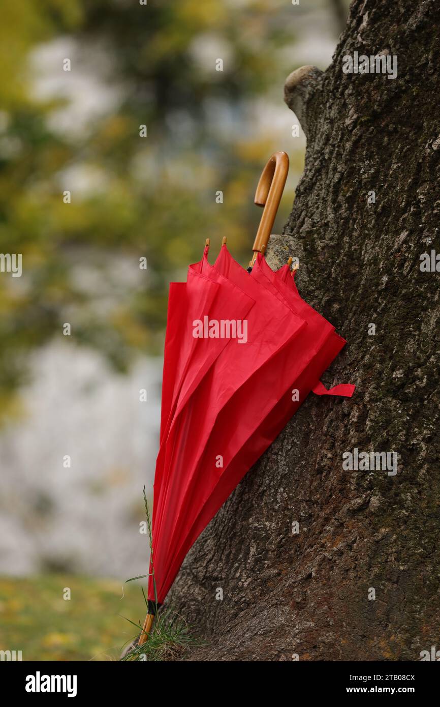 Ein roter Regenschirm auf Baumstamm im Herbstpark Stockfoto