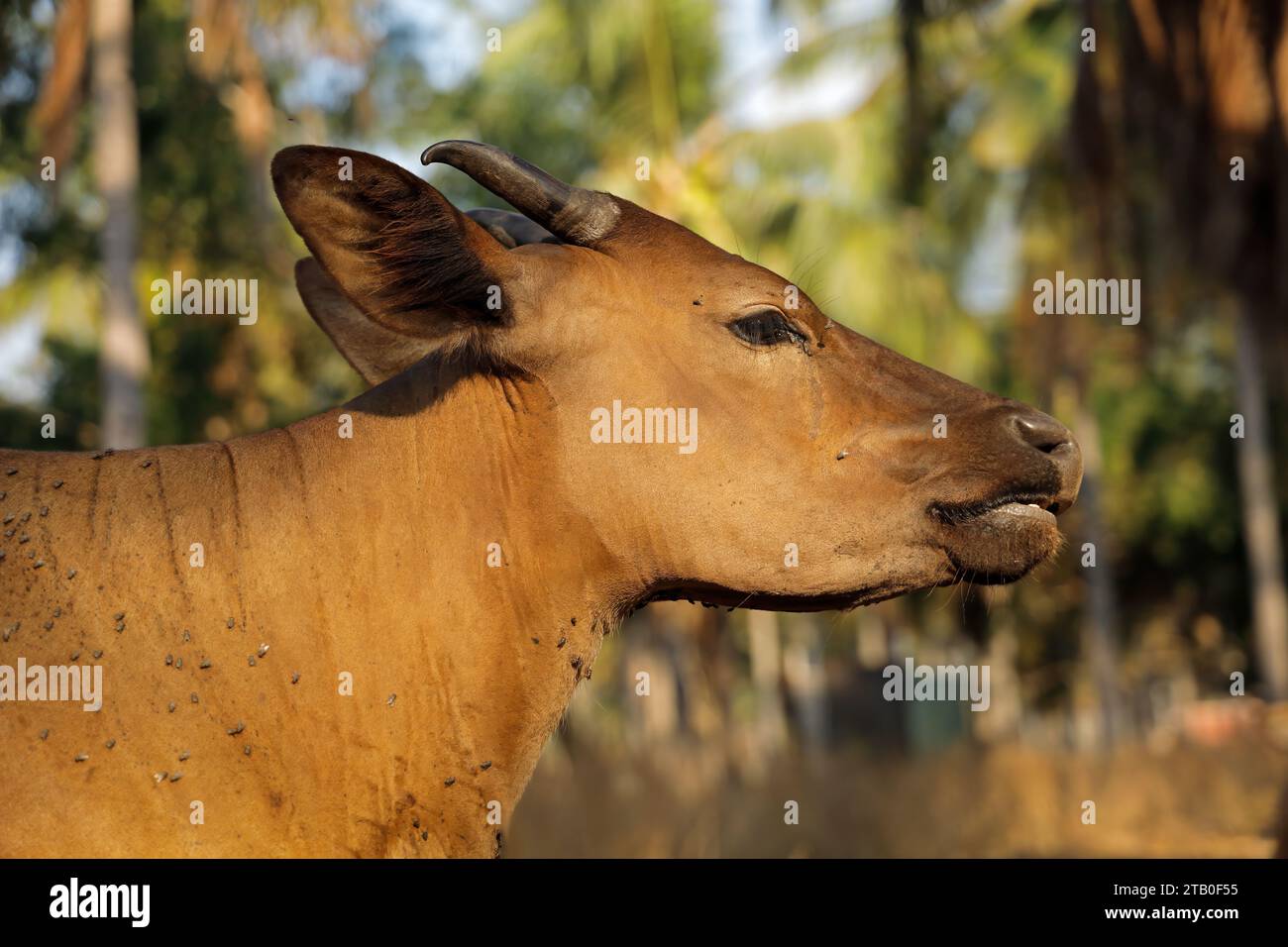 Ein Porträt einer Bali-Rinderkuh - domestiziertes Wildvieh (Javan Banteng) aus Bali, Indonesien Stockfoto