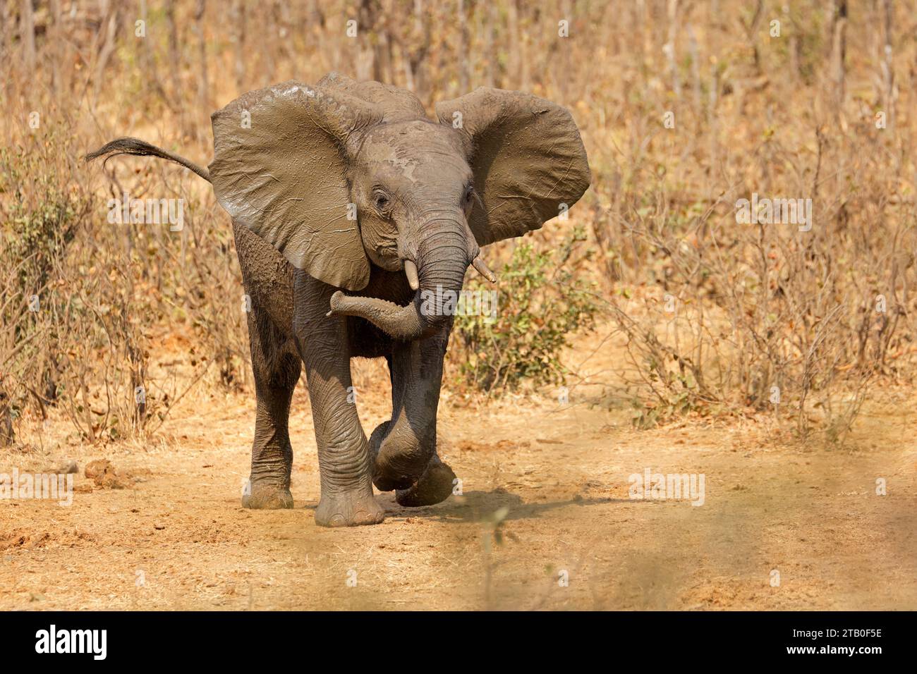 Ein aggressiver afrikanischer Elefant (Loxodonta africana), Kruger-Nationalpark, Südafrika Stockfoto
