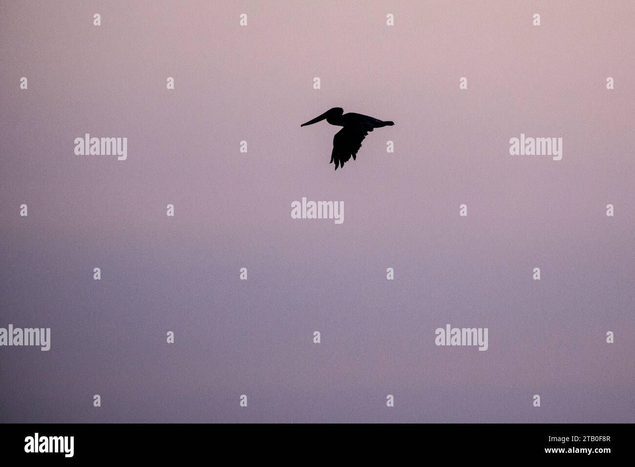 Silhouette des Pelikans in Venice Beach, Kalifornien, USA, Pazifikküste. Stockfoto