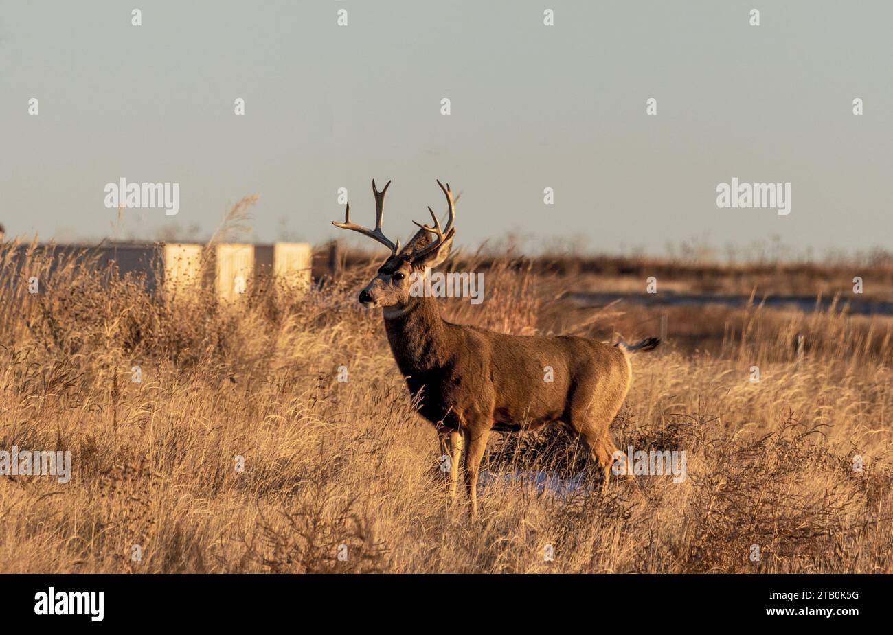 Ein Mule Deer Buck im Rocky Mountain Arsenal National Wildlife Refuge in Colorado Stockfoto