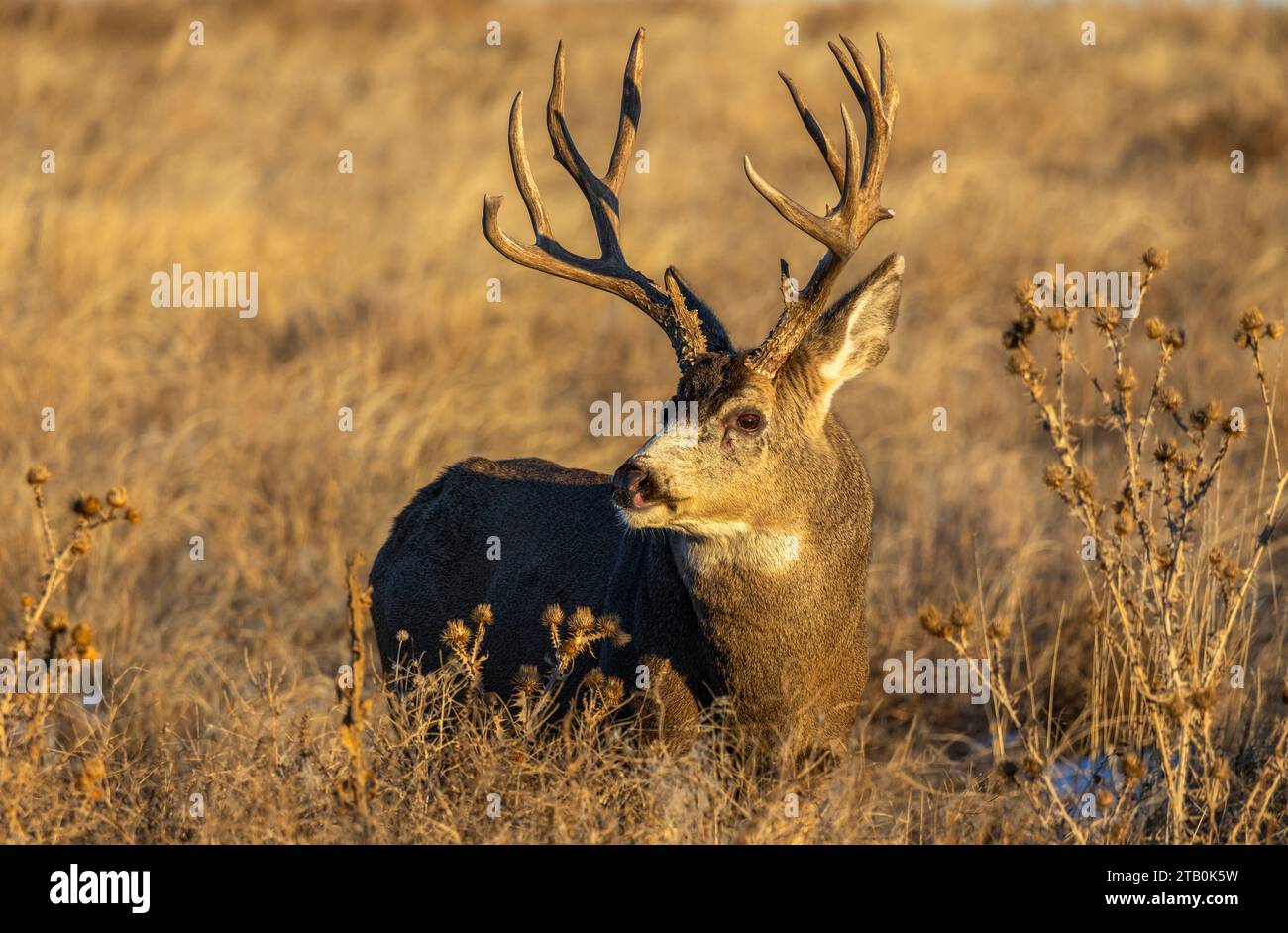 Ein Mule Deer Buck im Rocky Mountain Arsenal National Wildlife Refuge in Colorado Stockfoto