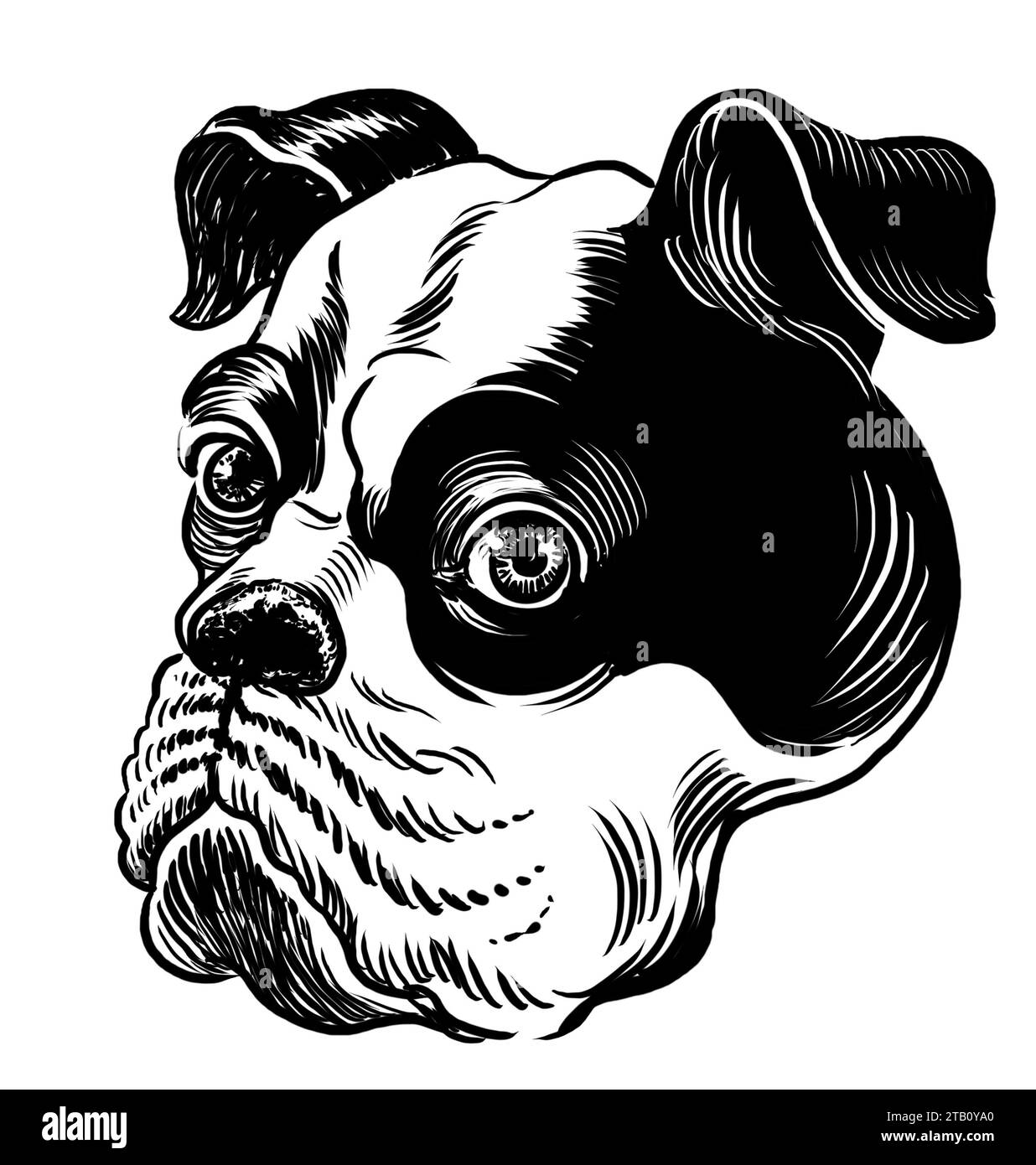 Bulldogkopf. Handgezeichnete Schwarz-weiß-Illustration Stockfoto