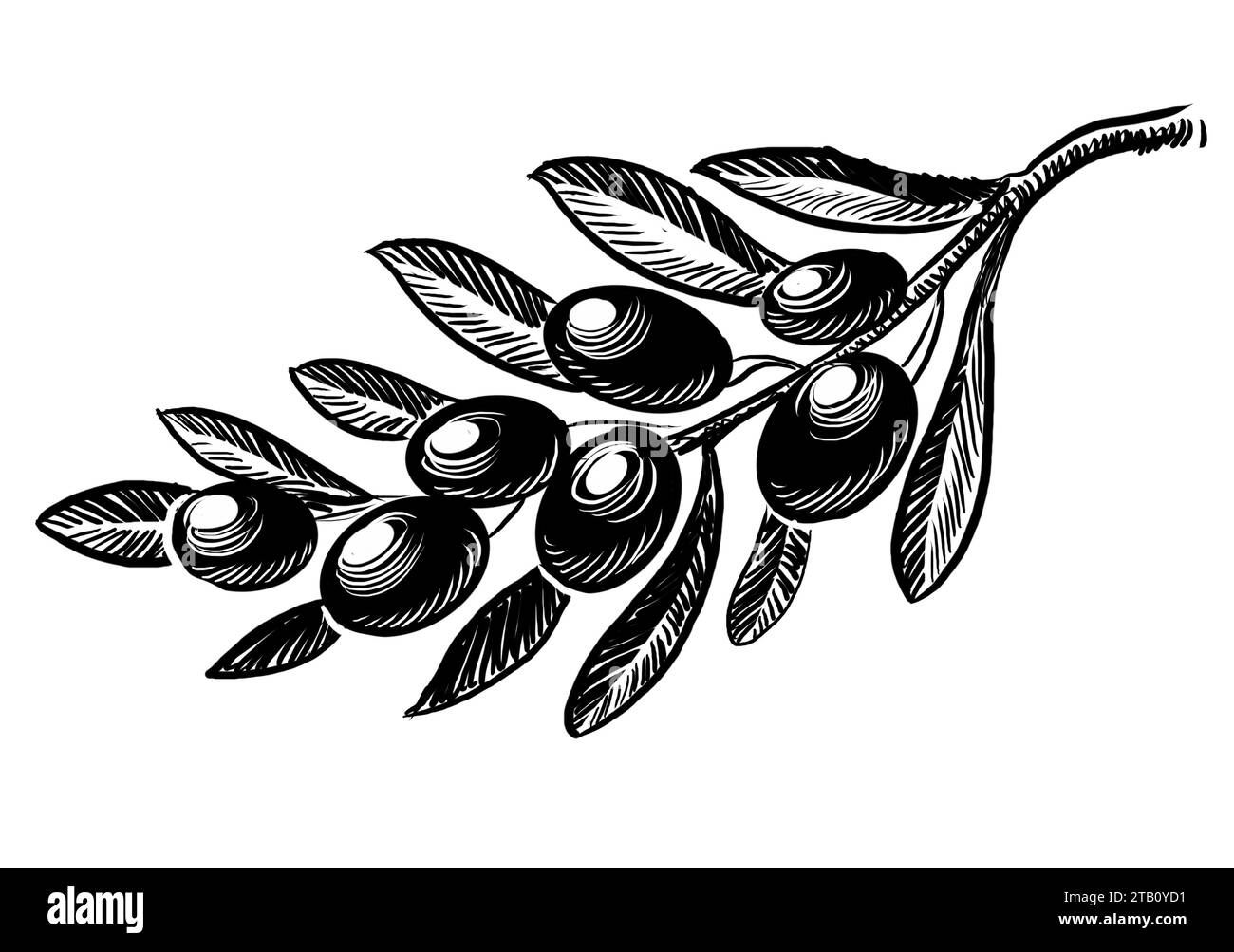 Olivenbaumzweig. Handgezeichnete Schwarz-weiß-Illustration Stockfoto