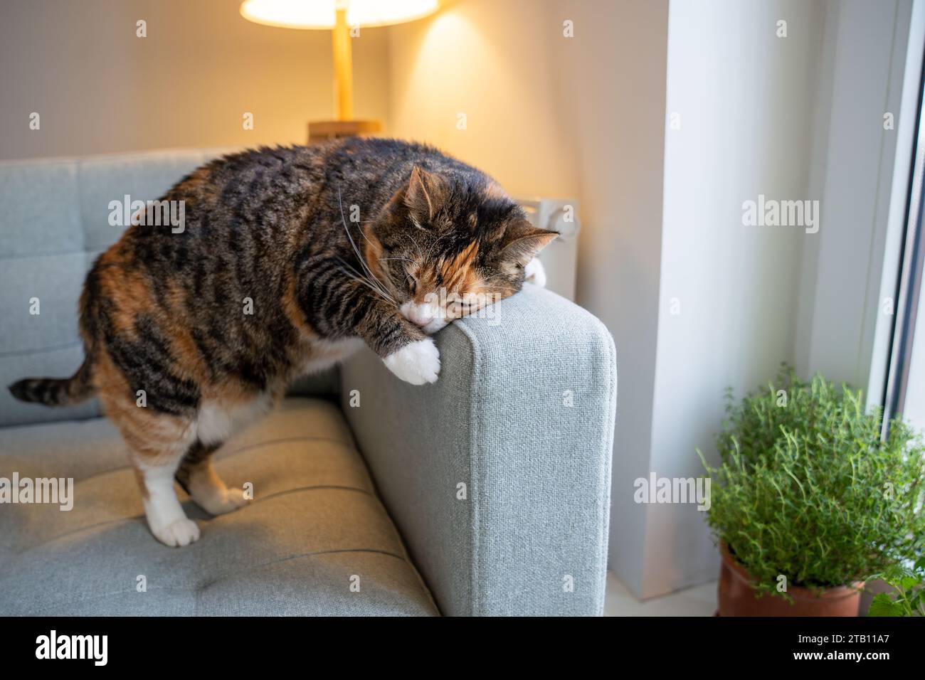 Aktives Schnurren der Katze auf dem Sofa, Markieren des Territoriums mit speziellen Drüsen, Sprühen des Duftes Stockfoto