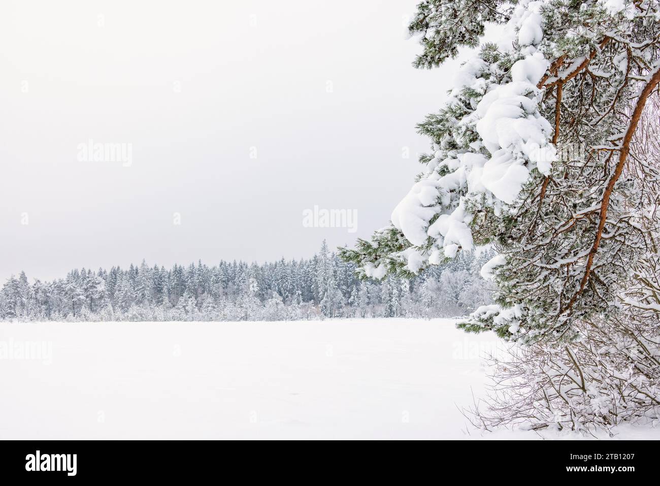 Verschneite Äste in einer winterlichen Landschaft Stockfoto
