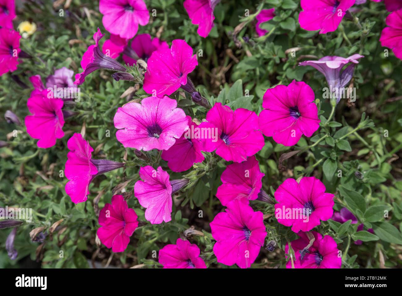 Nahaufnahme der leuchtend rosa Petunie Blumen Stockfoto