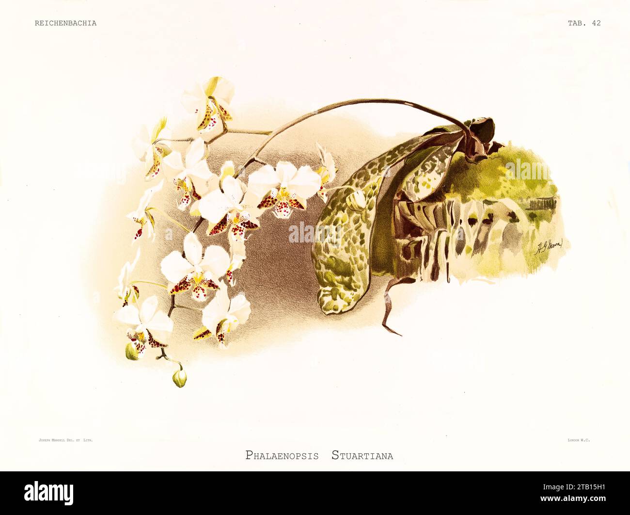 Alte Illustration der Stuart-Phalaenopsis (Phalaenopsis stuartiana). Reichenbachia, von F. Sander. St. Albans, Großbritannien, 1888 - 1894 Stockfoto